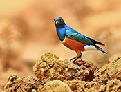 Sue Hsu's photo